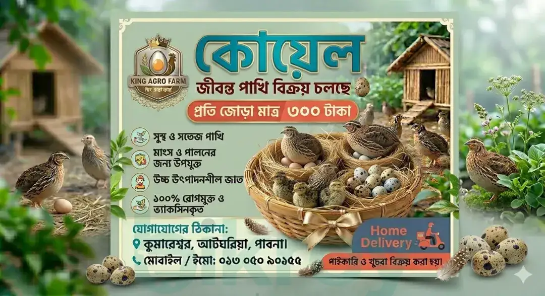 সুস্থ সবল রোগমুক্ত কোয়েল পাখি